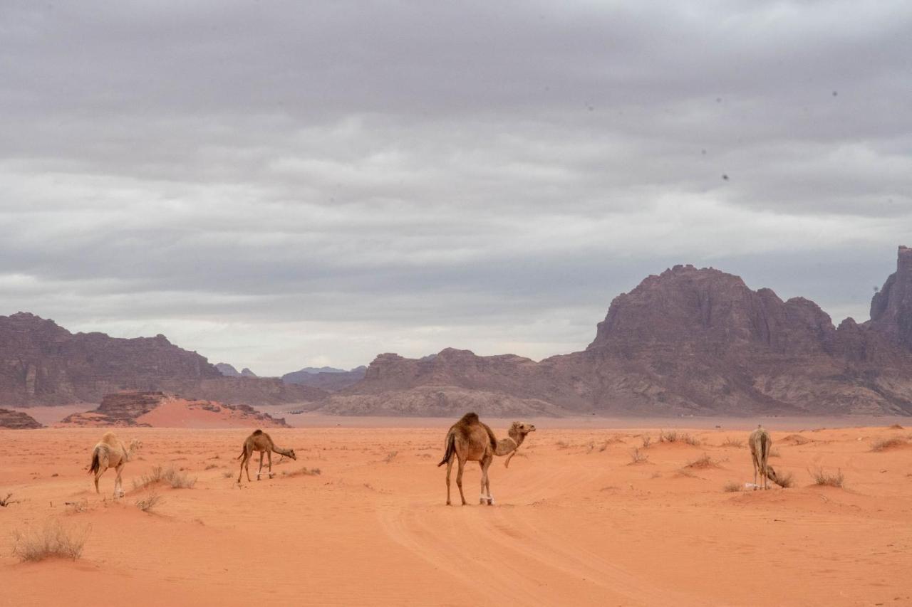 Wadi Rum Nights Екстериор снимка